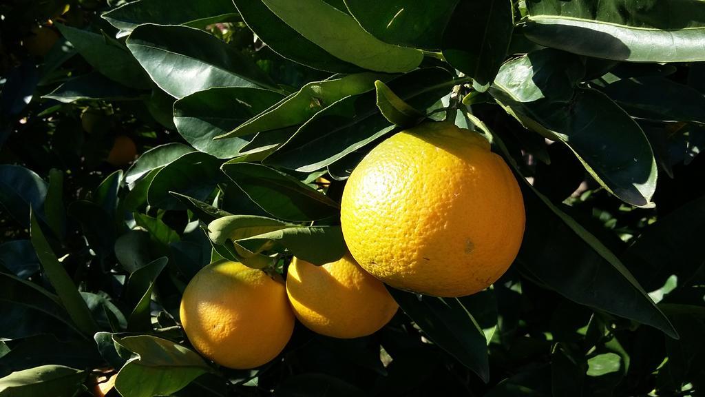 Apartment Orange Tree Portorož Eksteriør bilde